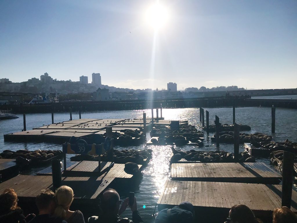 Sea Lions Pier 39